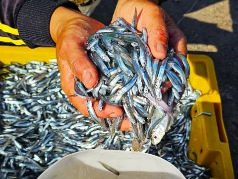 Loài cá “bổ hơn cá hồi”, giàu canxi hơn sữa bò, chợ bán chỉ 30 nghìn/kg