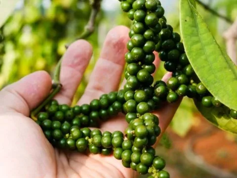 Loại nông sản xuất khẩu sang Mỹ thu hơn 10.000 tỷ/năm: Vị thuốc quý bị người Việt lãng quên