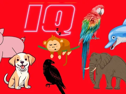 Top 13 loài động vật thông minh nhất, bất ngờ với vị trí của Lợn - loài mà chúng ta hay nói là ngu