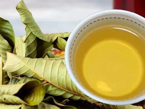 Uống nước lá ổi, cơ thể nhận được 6 lợi ích tuyệt vời này