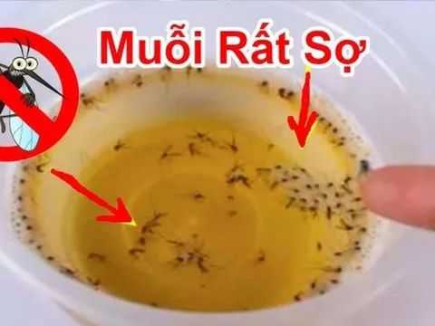 Muỗi sợ nhất 1 bát nước: Khuấy lên rồi đặt góc nhà, muỗi bay đi hết, yên tâm mà ngủ