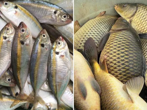 Đều là cá nhưng cá biển hay cá nước ngọt bổ dưỡng hơn?