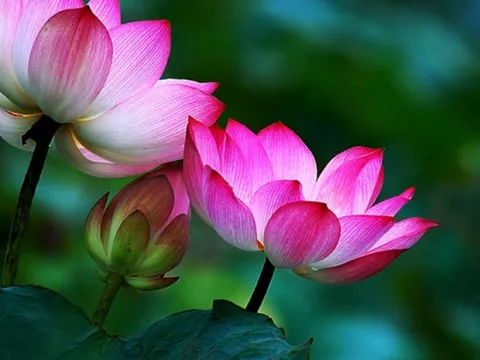 Người có thứ này thì không bao giờ cần đi xem phong thủy, cả đời vẫn giàu: Đó là thứ gì?
