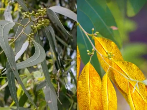Sự thật kỳ lạ cây này hút vàng từ sâu lòng đất và giữ trong lá, Việt Nam cũng có rất nhiều