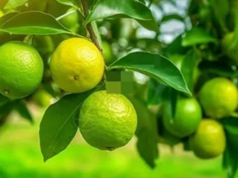 Tổ Tiên dạy: 'Trong nhà có hai cây này, dù không giàu cũng có phước' – Bạn đã biết là cây gì chưa