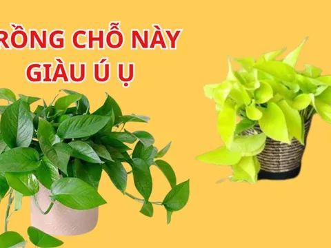 Trồng cây Trầu Bà Thu Hút Tài Lộc nhưng cần tránh 4 vị trí này kẻo Hao Tài Tốn Của, khó làm giàu