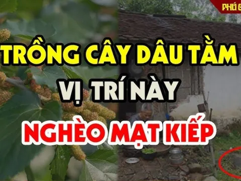 Trước cửa có cây Âm: Cây xanh Lộc 'héo', cả người lẫn của đều lao đao, là cây gì?