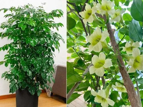 3 cây cảnh đặt ở trong nhà thì tài lộc thịnh vượng, gia đạo bình an