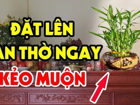 4 loại cây đặt lên bàn thờ Tổ Tiên Ưng Bụng: Gia chủ sớm muộn cũng phát tài