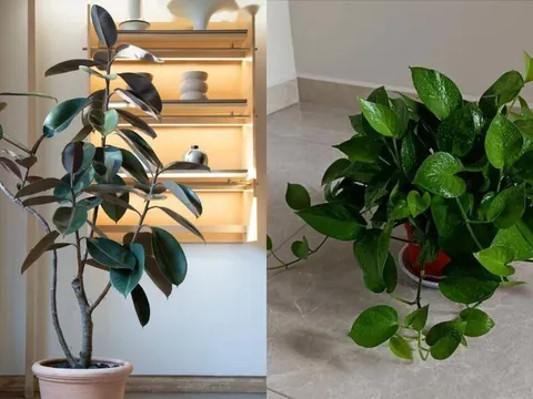 5 loại cây 'trấn trạch' cực tốt: Trồng một chậu trong nhà, người vượng, nhà vượng, tài lộc dồi dào