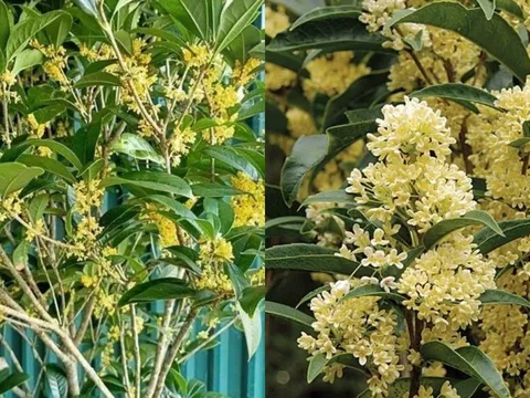 5 lý do không trồng loại cây hoa này trước nhà có thể khiến bạn mất tiền, mất ngủ mà không hay biết