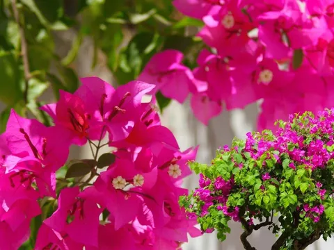 5 mẹo giúp cây hoa giấy bung hoa rực rỡ quanh năm, nhà ai có cây hoa giấy tốt lá càng cần chú ý