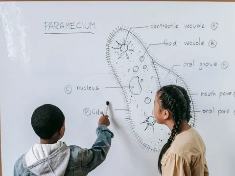 Không hề mê tín, Khoa Học lý giải vì sao trẻ sinh tháng 9, 10 thường thông minh hơn