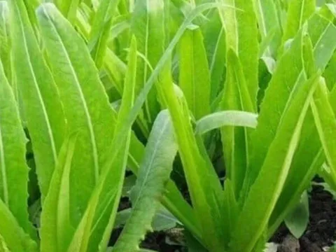Loại rau giàu canxi vượt trội hơn cả sữa, ăn sống hay chín đều mang lại lợi ích tuyệt vời cho sức khỏe