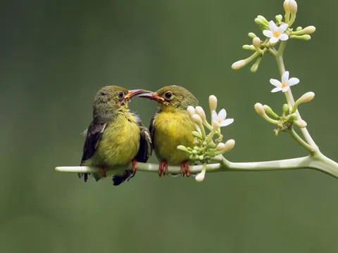 Sinh vào 1 trong 3 tháng Âm lịch này, bạn là người có vận mệnh tốt nhất, cả đời may mắn