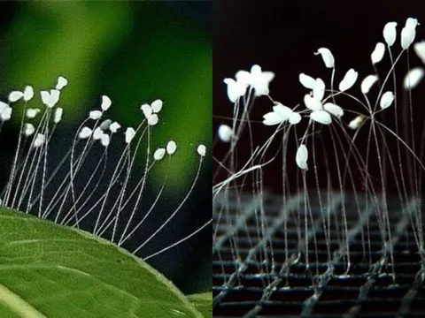 Sự thật bất ngờ về loài hoa 3000 năm mới nở, thấy hoa nở là Phúc Lộc Tới, May Mắn Tràn Về?
