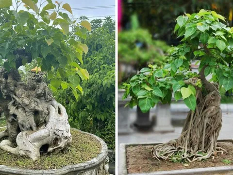 Trồng cây bồ đề là phúc khí hay hoạ: Có nên trồng cây bồ đề trước nhà không?