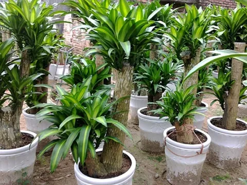 Ý nghĩa phong thuỷ và lợi ích sức khoẻ của cây thiết mộc lan mà ít người biết