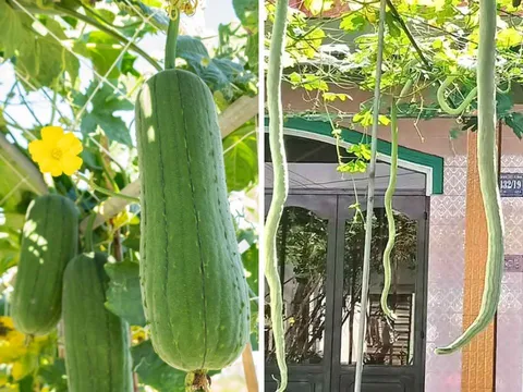 4 loại quả "bổ như sâm”, không thuốc trừ sâu: Giá rẻ bèo có đầy ngoài chợ