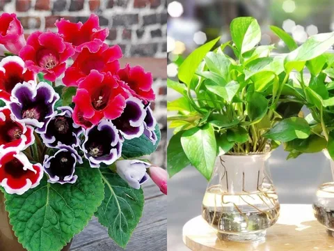 Trồng cây gì để con học giỏi, thi cử đỗ đạt? Đây là 5 loại cây phong thủy cha mẹ nên biết