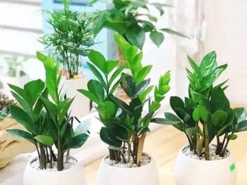 3 mẹo trồng cây kim tiền luôn xanh tốt, ra hoa đúng dịp đón tài lộc vào nhà
