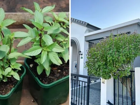 Loại rau gia vị giúp ngừa ung thư lên đời thành cây cảnh phong thuỷ: Xua đuổi tà khí, thu hút tài lộc