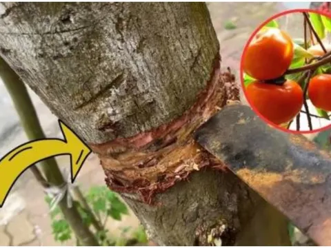 Nghèo mấy cũng không nên chặt bỏ 3 loại cây này: Cây càng xanh con cháu càng hưng thịnh, đời đời giàu có