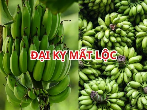 Vì sao người xưa nói ghép 2 nải chuối thắp hương là Đại Kỵ? 5 lưu ý cần tránh khi thắp hương chuối