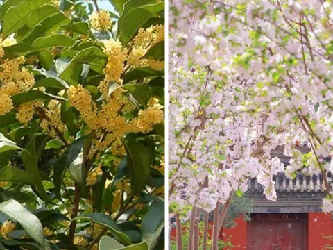 3 loại cây cảnh trồng trong sân nhà tài lộc vượng phát, quý nhân ghé thăm: Nhà bạn có 1 cây là phúc lớn