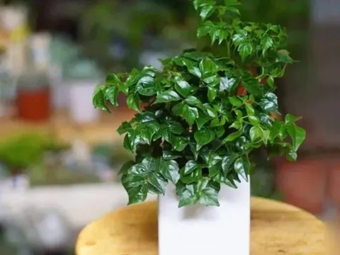 4 loại cây nên đặt ở phòng khách: 10 nhà trồng thì 9 nhà phát tài, giàu có bất ngờ