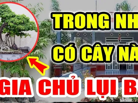 5 cây âm Chặn Đứng Tài Lộc: Cây mọc lâu năm càng đẩy lộc ra, người lẫn của khốn khó