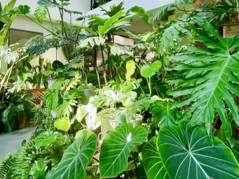 Cây cảnh trong nhà, lá càng to, lộc càng vượng, gia đình làm ăn phát đạt, viên mãn