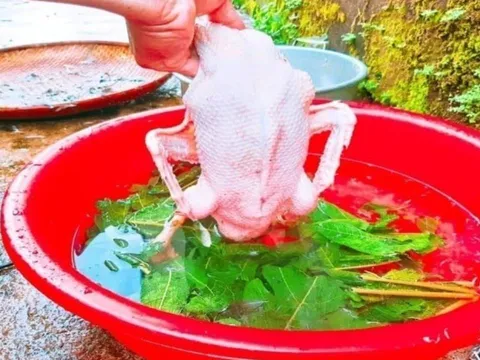 Vò nắm lá này rồi thả vào chậu nước, vặt lông vịt nhanh như chảo chớp, không dính một cọng lông măng