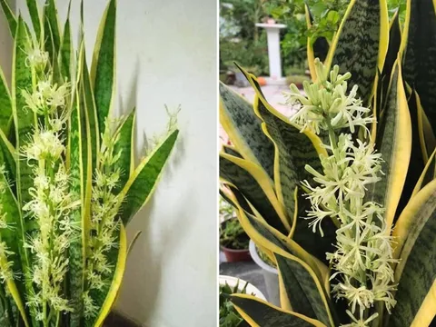 5 mẹo trồng cây lưỡi hổ ra hoa, lá xanh mướt