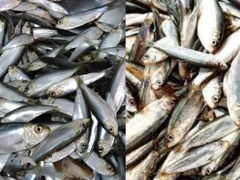 Chợ Việt có loại cá giàu canxi hơn sữa, omega-3 không thua cá hồi, giá lại rất rẻ