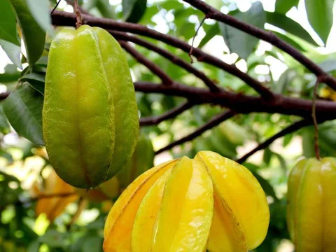 Trồng cây khế Thu Hút Tài Lộc, cây nhỏ cũng nhà vàng trao bạc. Người tuổi này cực hợp cây khế