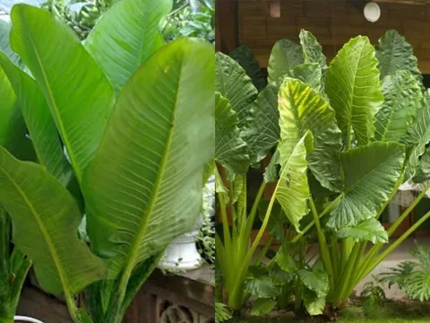 3 cây cảnh "hút vàng", lá càng to gia chủ càng giàu, Tài Lộc Tràn Mép Cửa
