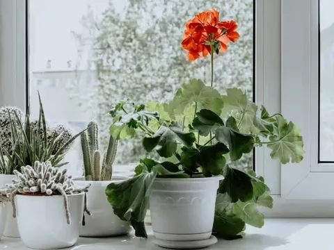 3 loại cây trồng trong nhà giúp phòng tắm thơm như nước hoa