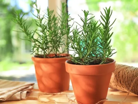 5 cây cảnh phong thủy có khả năng chữa lành "cực đỉnh"
