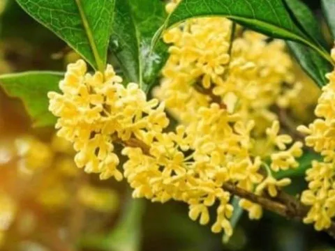 5 loại cây phong thủy giúp hút tiền tài, nhà giàu nào cũng trồng trong sân