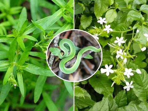 6 loại cây trồng thu hút rắn vào nhà