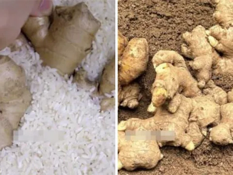 Gừng để lâu hay bị teo, thối, mọc mầm: Bảo quản theo cách này để cả nửa năm vẫn tươi nguyên