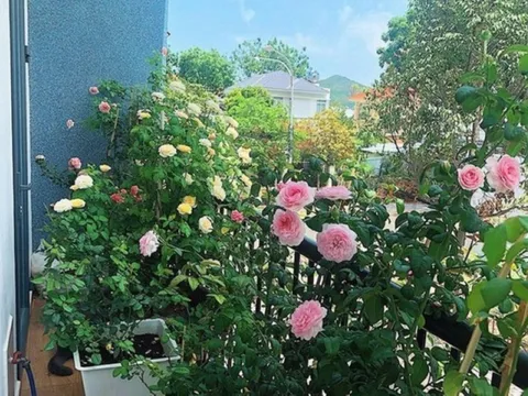4 loại cây cảnh phong thủy nên trồng ở ban công, cây càng tươi tốt tài lộc vào nhà càng nhiều
