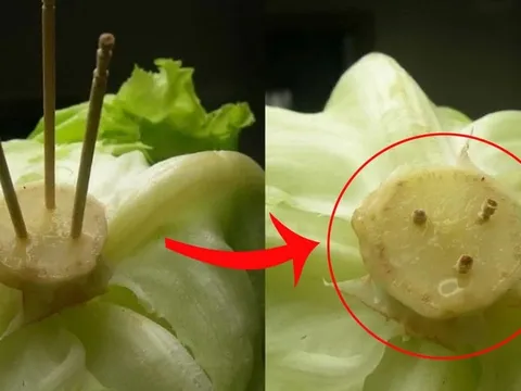 Cắm que tăm vào cuống rau xà lách: Mẹ chồng thấy cũng nức nở khen hay