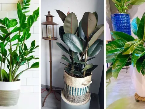 Loại cây cảnh hợp cả 5 mệnh, cân bằng ngũ hành: Đem trồng trước nhà vừa đẹp sang, hút lộc như nam châm
