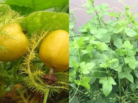 Rau dại leo bờ rào tốt um sau mưa, tưởng không ăn được lại thành Đặc Sản, quả chín vàng thơm giúp ngủ ngon