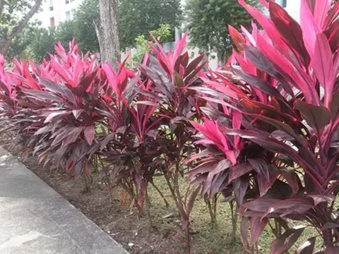 Trồng cây huyết dụ trong nhà để mang lại năng lượng, niềm tin, may mắn, tài lộc và xua đuổi tà khí