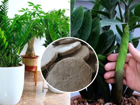Vùi thứ này vào chậu cây Kim Tiền, chồi non lên tua tủa, cây sớm ra hoa