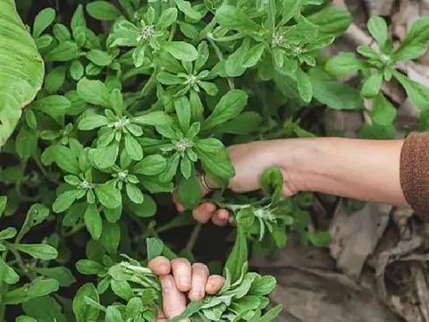Cây dại mọc bờ bụi xưa cho gà ăn, nay thành đặc sản, chợ bán 80.000 đồng/kg