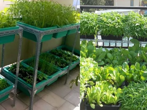 Nhà chật hẹp cũng trồng được 5 loại rau này, dễ trồng dễ lên còn tốt sức khỏe